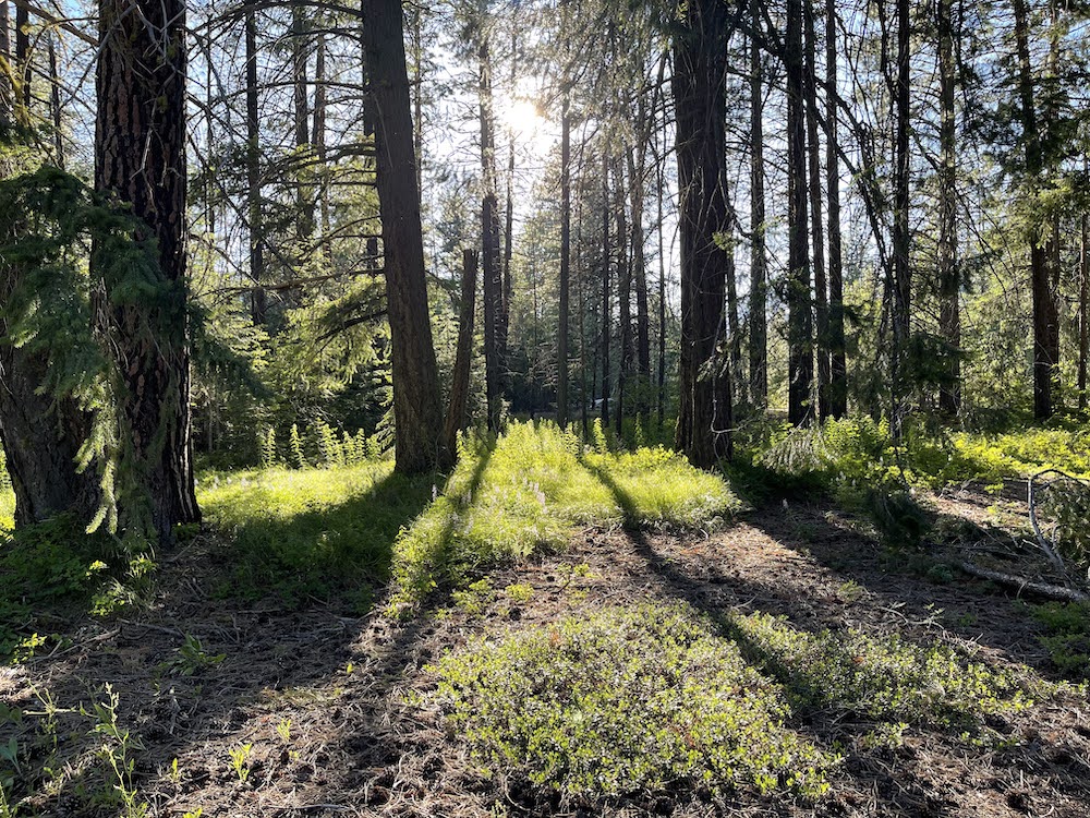 a restful woods coming into the light; Nason Creek Rest Area I-90, Washington State