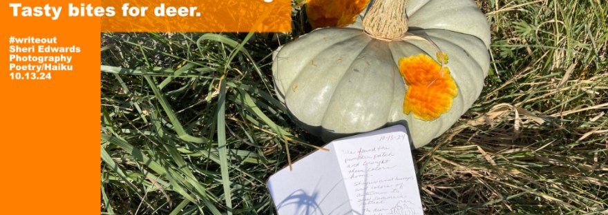 deer-eaten pumpkin, field notes, and poem for WriteOut by Sheri42