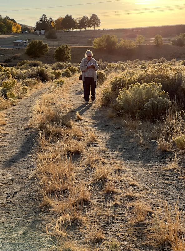 Sheri takes field notes by the rabbitbrush at sunset