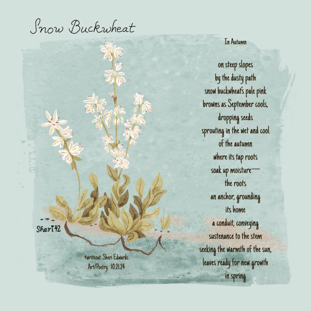 snow buckwheat with dropped seeds and roots; and poem by Sheri42