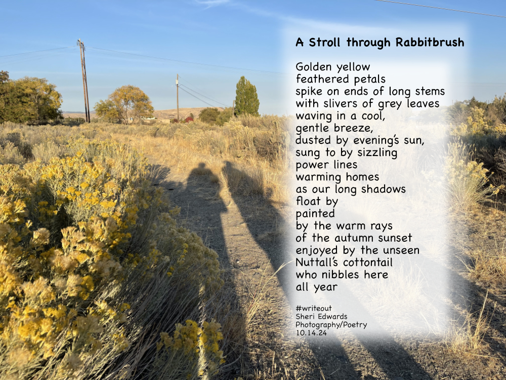 photo of shadows of two people walking their dog beside rabbitbrush and the poem