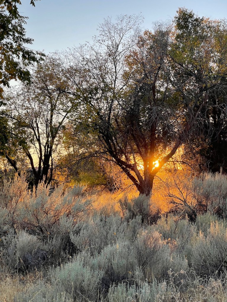 Sunset steaming through old elm trees over golden grasses