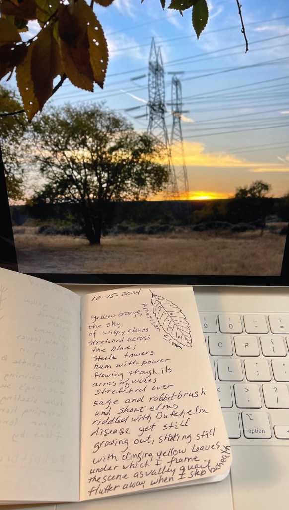 American elm leaves frame sunset with power lines and yellow-orange colors over blue skies with field notes