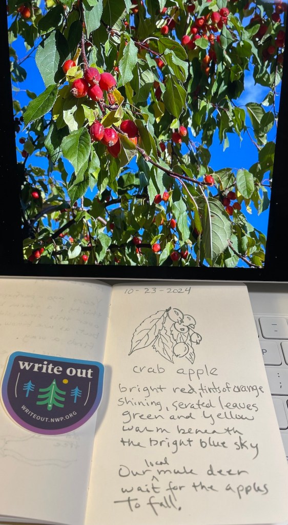 field notes and image of crab apple tree in our yard on the boulevard