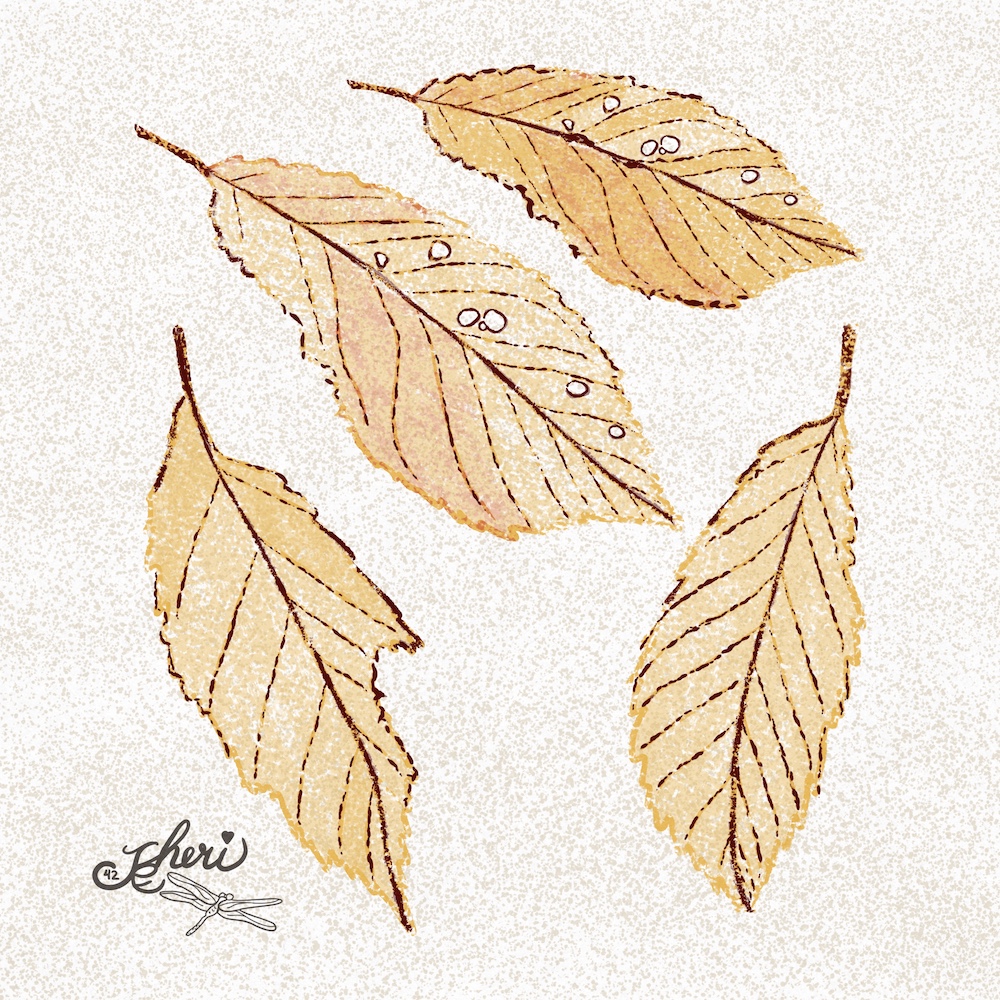 American elm leaves illustration by Sheri42; crayon etching style