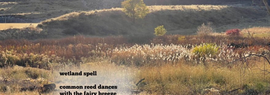 Common Reeds wave in the evening breeze beneath the setting sun in October, 2024