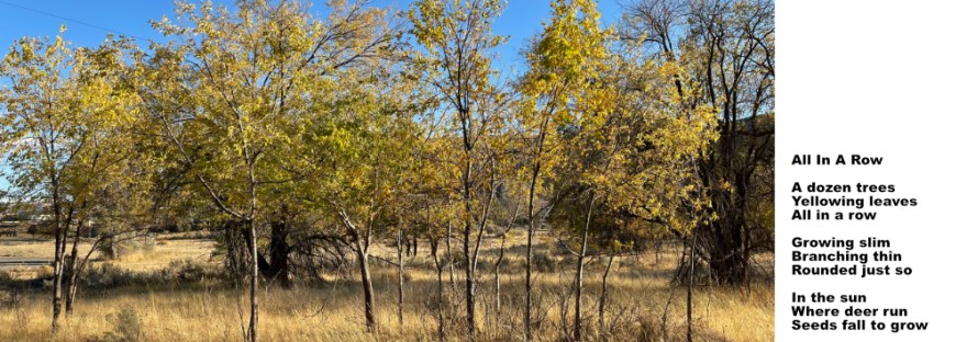 a surprise– been by these many times without noticing, just off the path, beyond larger elms and the poem