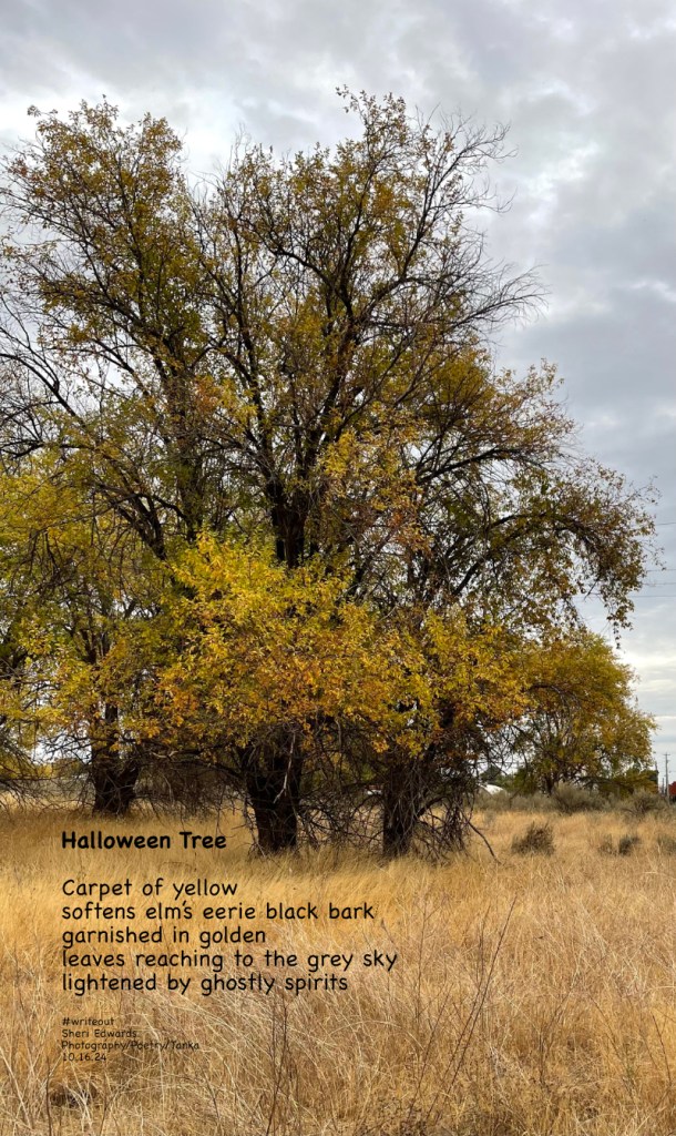 American elm as Halloween tree and poem by Sheri42