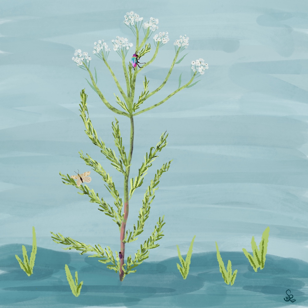 illustration of yarrow with cuckoo wasp, moth, beetle by Sheri42