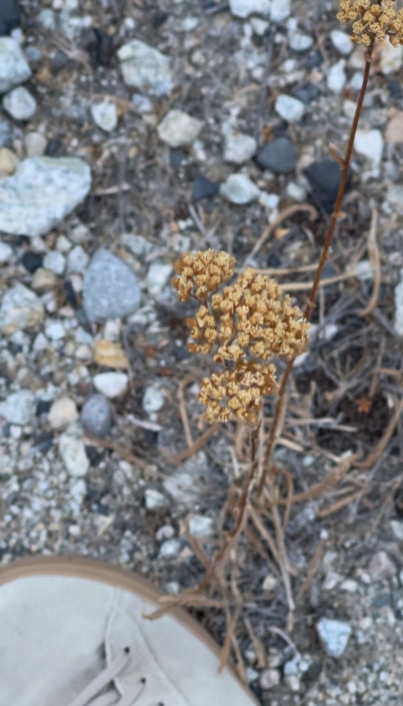 dried yarrow in autumn