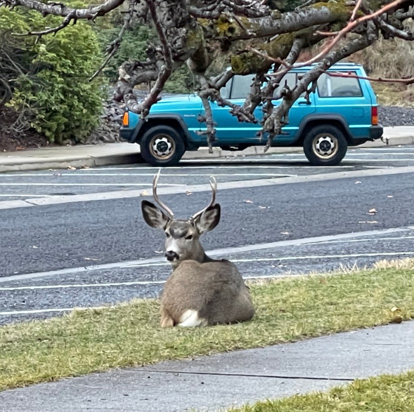 Mule Deer below the crab apple tree in our side yard on December 25th; looks like Rudolph had a hard night delivering presents