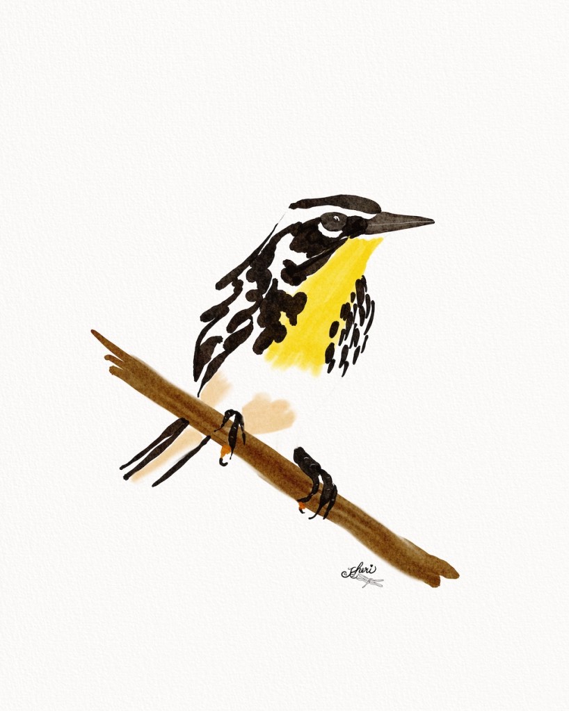 Yellow-throated warbler by Sheri42 in semi-e style