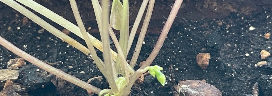 Oxalis shoots -- beginnings: new stems and leaves as the plant regenerates in an area with more light