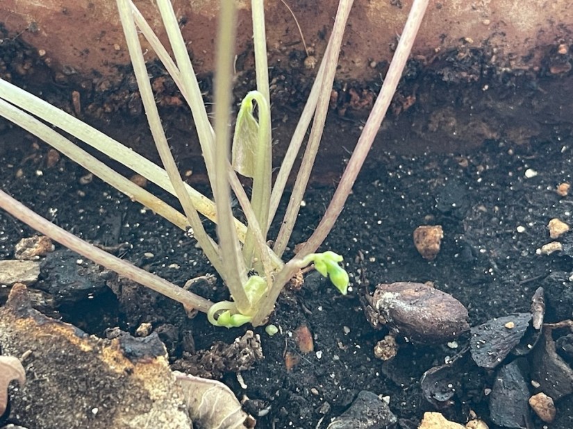 Oxalis shoots -- beginnings: new stems and leaves as the plant regenerates in an area with more light