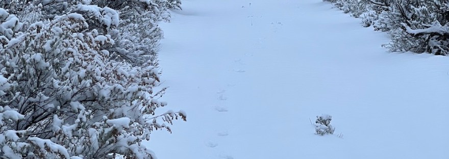 the dog who can run free, exploring every message ever left on the path