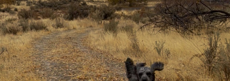 The dog loves to run: a joy to him and me!