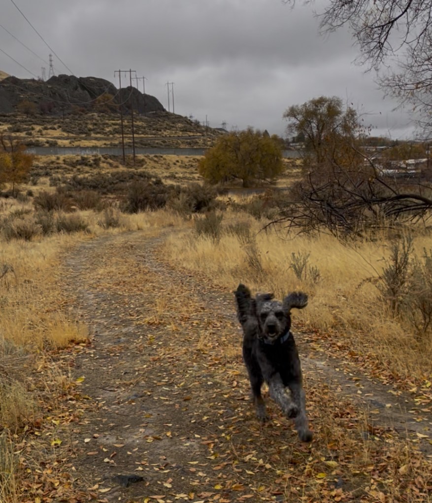 The dog loves to run: a joy to him and me!