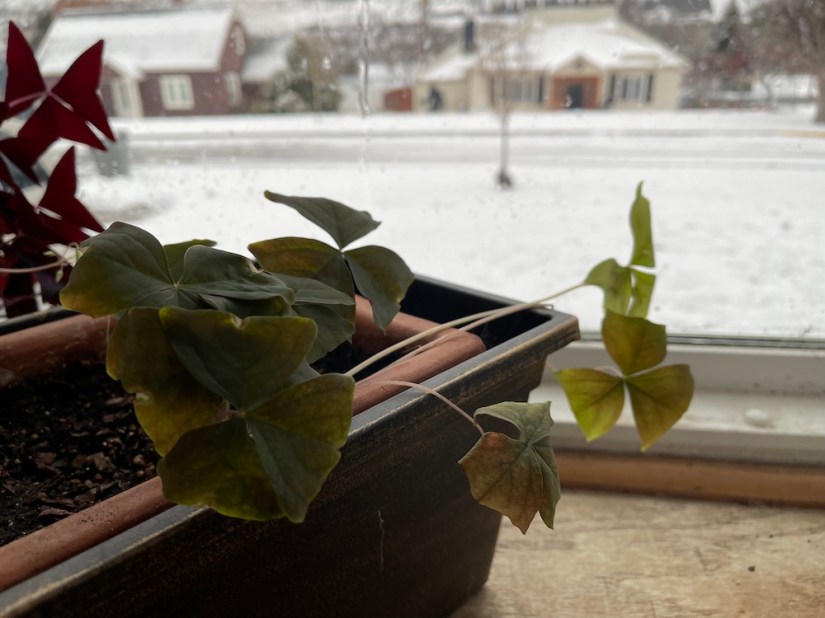 Green Oxalis stretching out to the sun on a snowy day