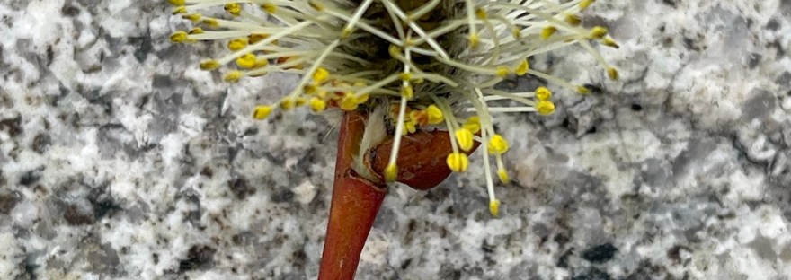 pussy willow_salix_discolor -- fully open to release pollen