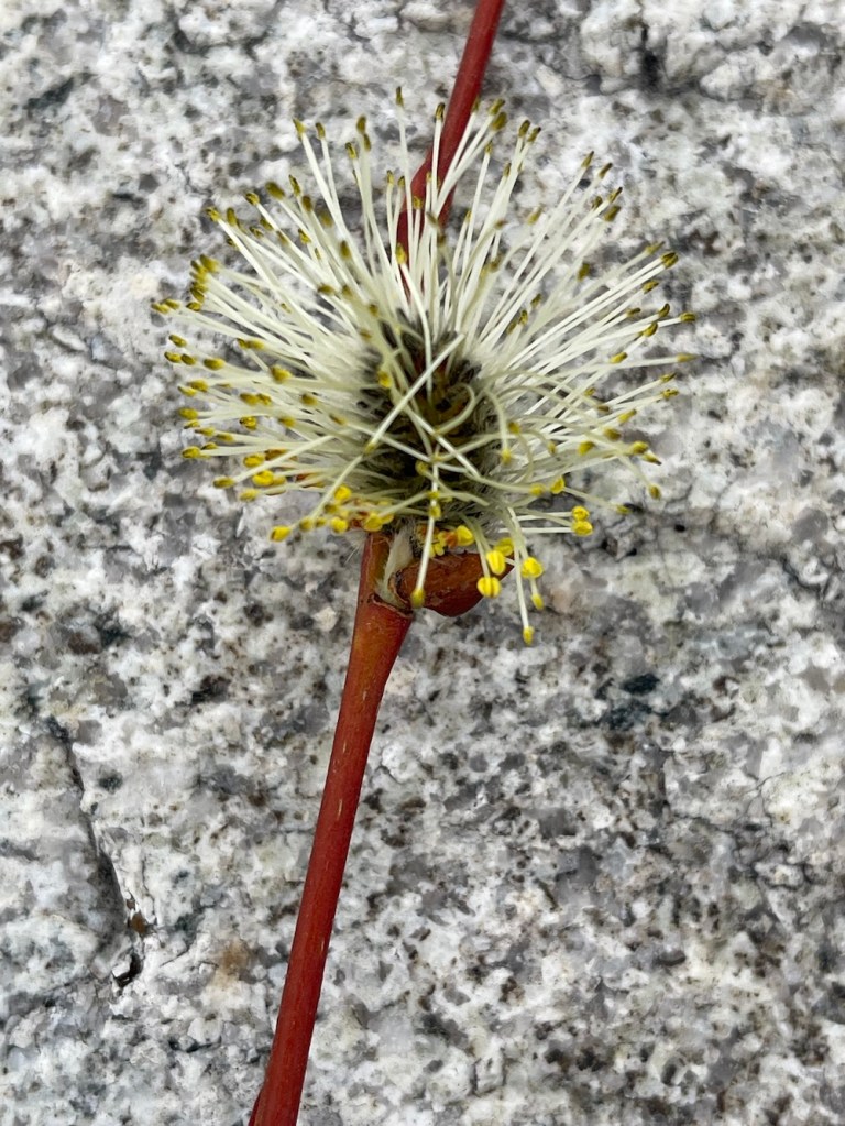 pussy willow_salix_discolor -- fully open to release pollen