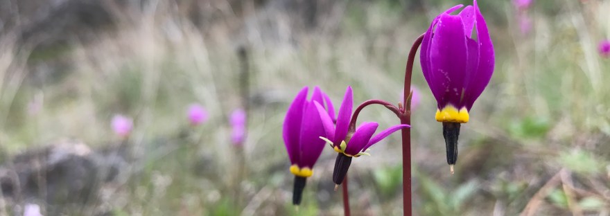 Shooting star Primula conjugens in Northrup Canyon