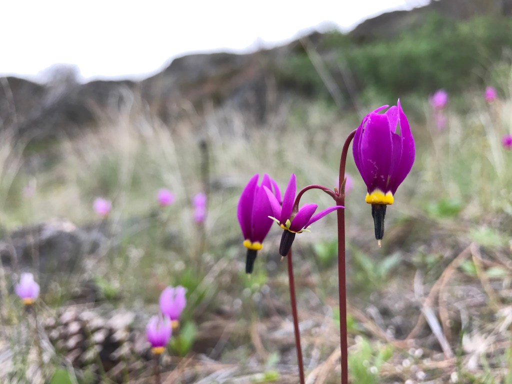 Shooting star Primula conjugens in Northrup Canyon