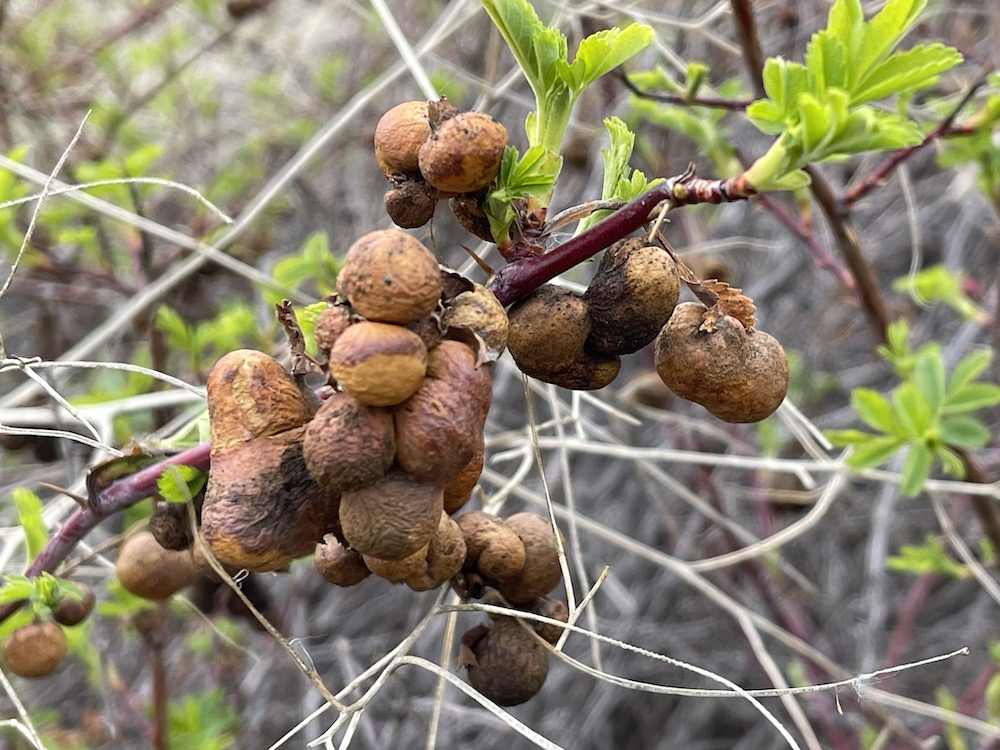 In Spring, old mossy wasp gall on rose bush drying up