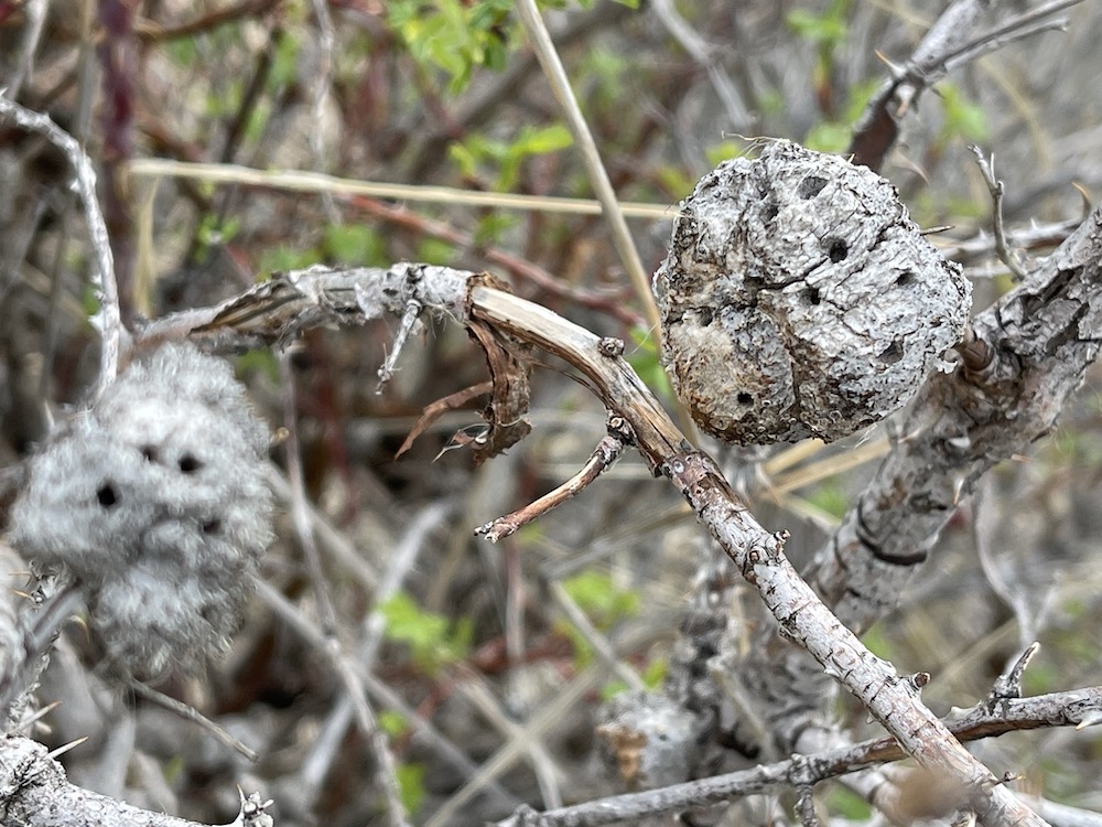 In Spring, old mossy wasp gall on rose bush all dried up; notice the holes