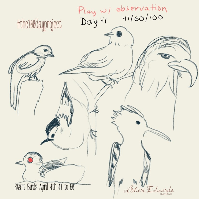 quick drawings of birds by Sheri42