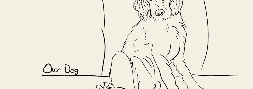 our huge puppy; so lazy, waiting for a walk while napping sitting up on the couch