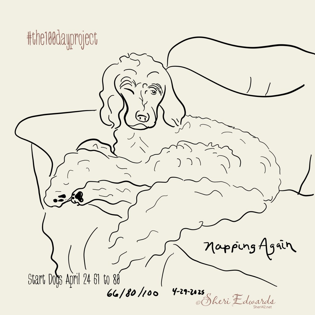 Day 66 #the100dayproject napping again by Sheri42 [our dog]