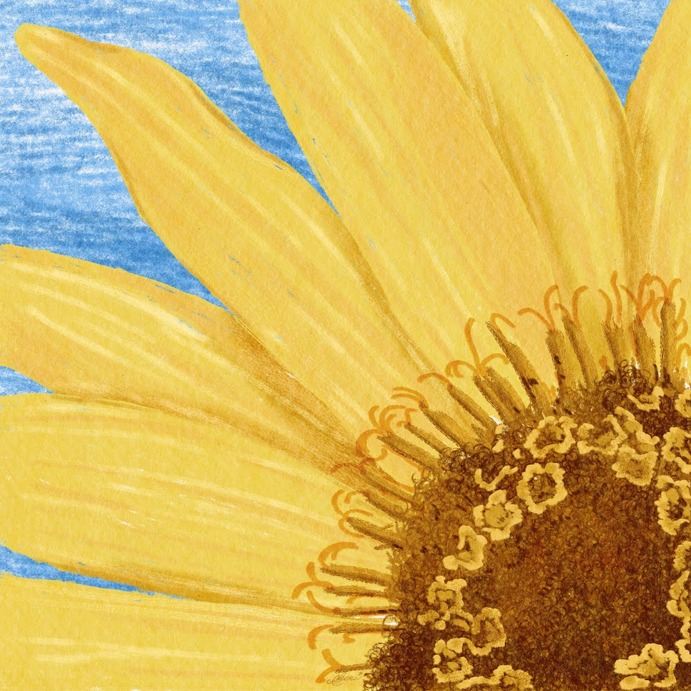 sunflower close-up; arrowleaf balsamroot; pastel by Sheri42