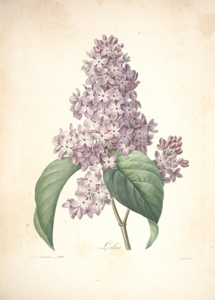 lilac, public domain; Choix des plus belles fleurs :. Paris :Ernest Panckoucke,[1833?].. biodiversitylibrary.org/page/12695534 on Flickr: https://flic.kr/p/cXNYcy