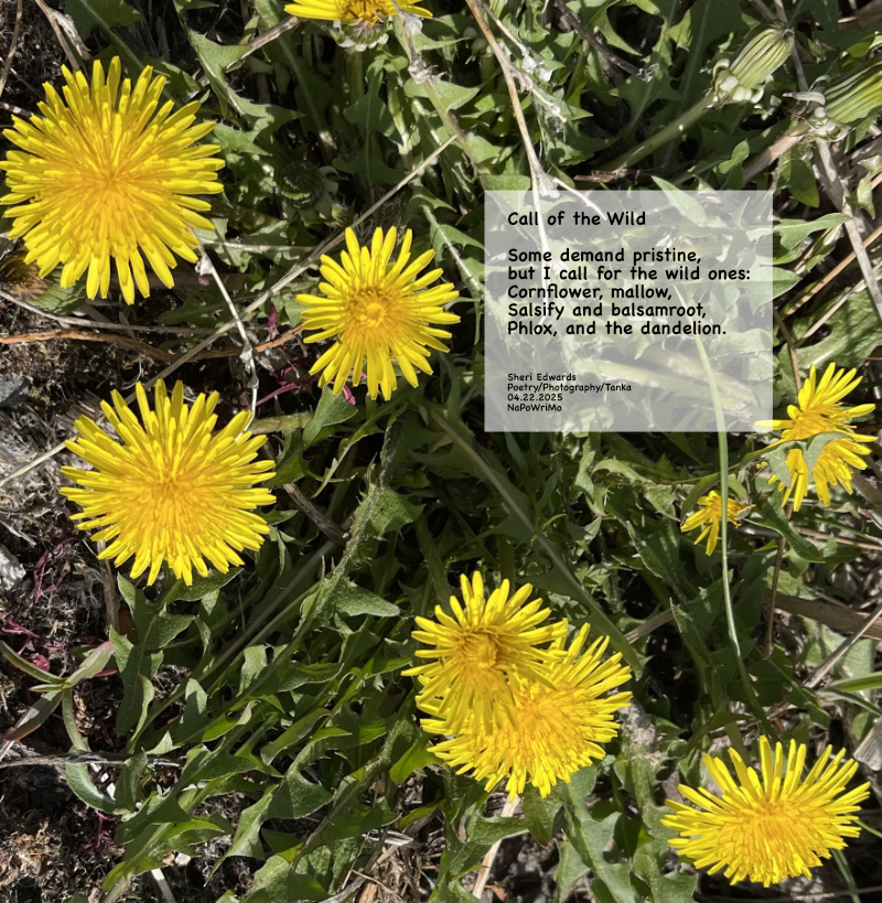 dandelions at Banks Lake; and poem: Call of the Wild Some demand pristine, but I call for the wild ones: Cornflower, mallow, Salsify and balsamroot, Phlox, and the dandelion. Sheri Edwards Poetry/Photography/Tanka 04.22.2025 NaPoWriMo