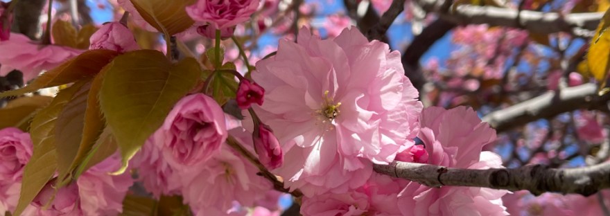 in my front yard: Cherry Blossom Strength Delicate blossoms held as a wind storm blew through; Perhaps soft makes right. Sheri Edwards Poetry/Photography/Haiku 04.26.2025 NaPoWriMo