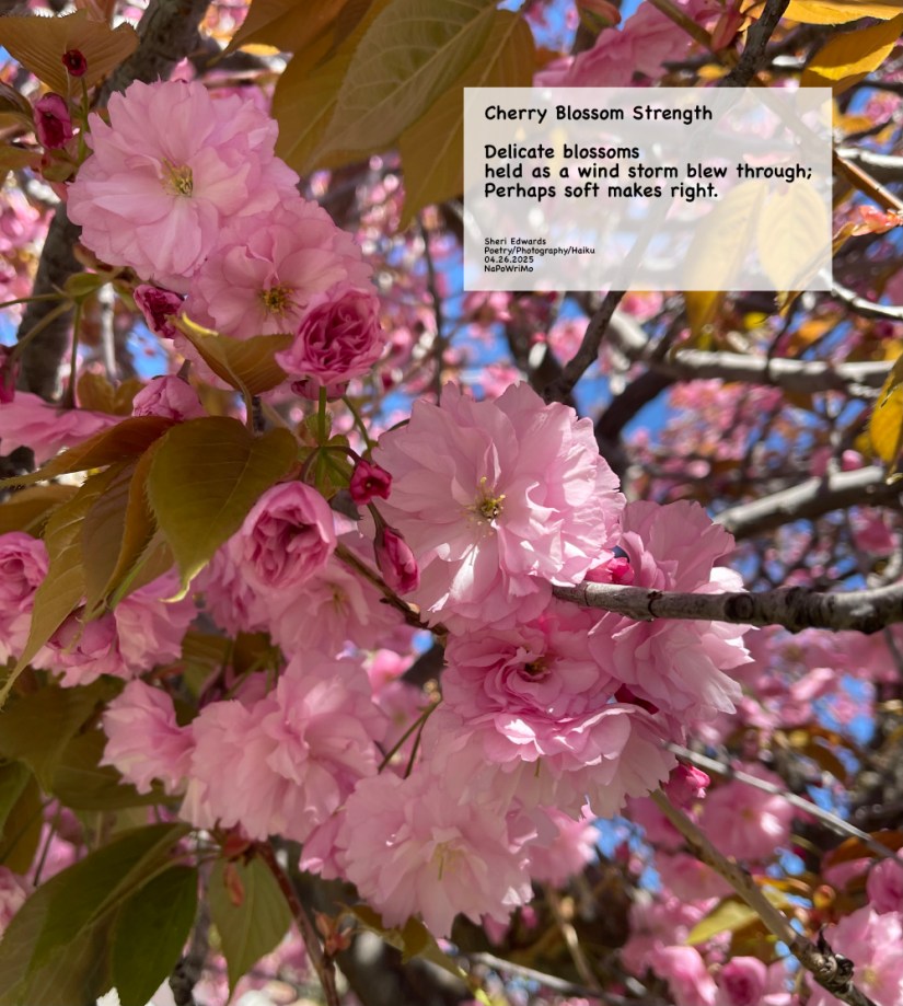 in my front yard: Cherry Blossom Strength Delicate blossoms held as a wind storm blew through; Perhaps soft makes right. Sheri Edwards Poetry/Photography/Haiku 04.26.2025 NaPoWriMo