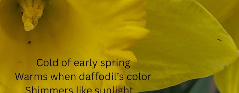 Cold of early spring Warms when daffodil’s color Shimmers like sunlight. Sheri Edwards Poetry/Photography 04.01.2025 haiku