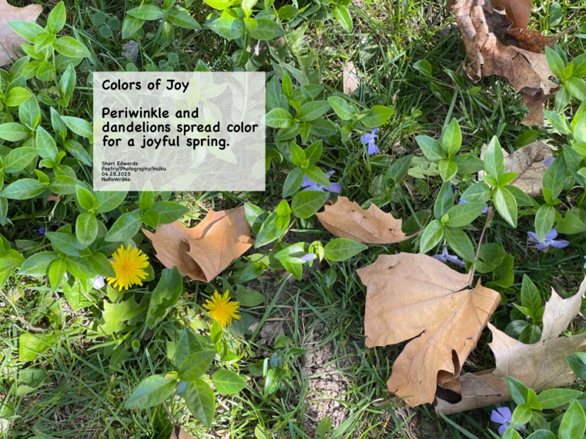 periwinkle and dandelions: purple and yellow in the lawn: and poem Colors of Joy Periwinkle and dandelions spread color for a joyful spring. Sheri Edwards Poetry/Photography/Haiku 04.28.2025 NaPoWriMo