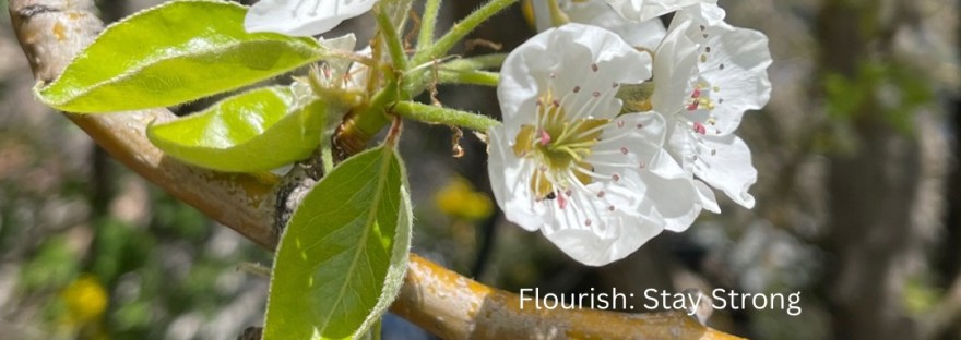 blossoms of a pear tree with poem: Flourish: Stay Strong Stars shine in pear blooms of white petals; be fruitful though innocence fades. Sheri Edwards Poetry/Photography/Haiku 04.21.2025 NaPoWriMo