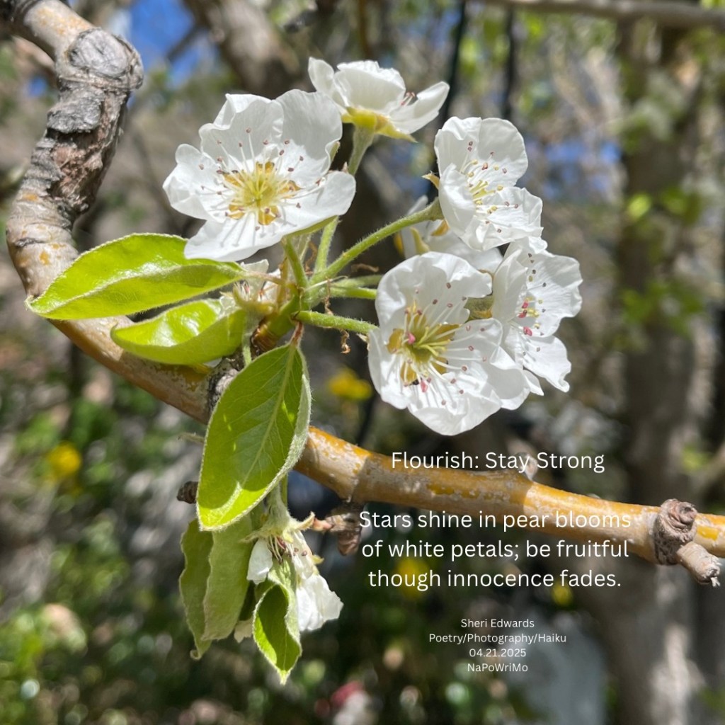 blossoms of a pear tree with poem: Flourish: Stay Strong Stars shine in pear blooms of white petals; be fruitful though innocence fades. Sheri Edwards Poetry/Photography/Haiku 04.21.2025 NaPoWriMo