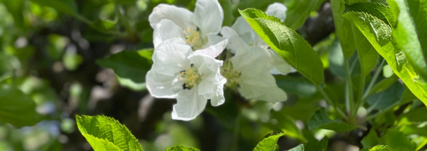 apple blossom and poem: Flow to the Future Blooms foretell futures nature brings through time; pause to sense your part of it. Sheri Edwards Poetry/Photography/Haiku 04.24.2025 NaPoWriMo
