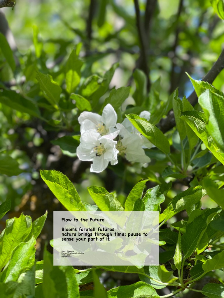 apple blossom and poem: Flow to the Future Blooms foretell futures nature brings through time; pause to sense your part of it. Sheri Edwards Poetry/Photography/Haiku 04.24.2025 NaPoWriMo