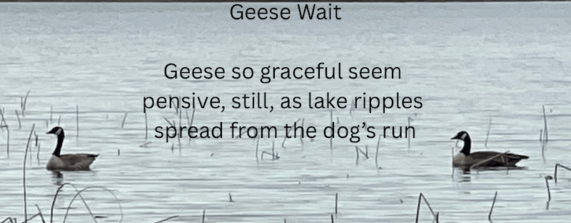 Canada Geese on Banks Lake, WA and the poem Geese Wait Geese so graceful seem pensive, still, as lake ripples spread from the dog’s run Sheri Edwards Poetry/Photography/Haiku 04.10.2025 NaPoWriMo