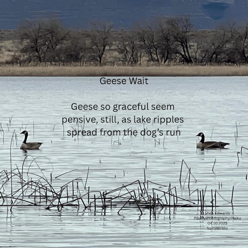Canada Geese on Banks Lake, WA and the poem Geese Wait Geese so graceful seem pensive, still, as lake ripples spread from the dog’s run Sheri Edwards Poetry/Photography/Haiku 04.10.2025 NaPoWriMo