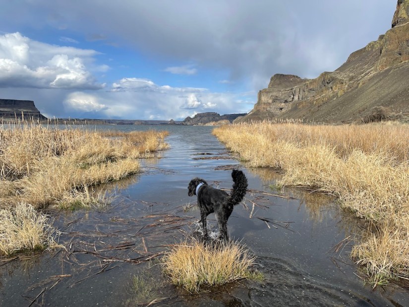The dog on Banks Lake, WA