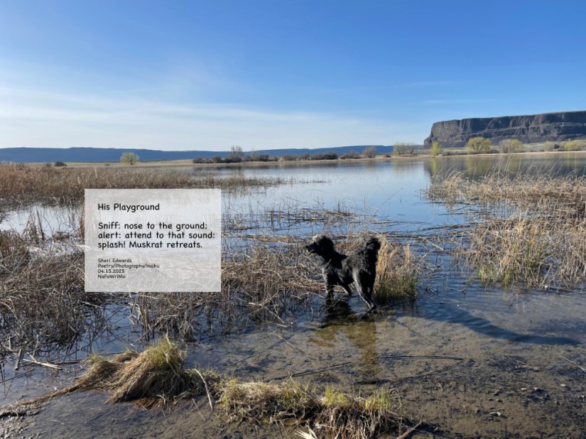 Banks Lake; dog on alert; poem: His Playground Sniff: nose to the ground; alert: attend to that sound: splash! Muskrat retreats. Sheri Edwards Poetry/Photography/Haiku 04.15.2025 NaPoWriMo