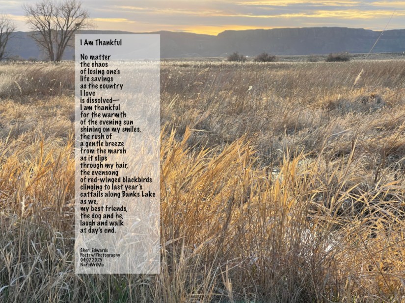 along Banks Lake, Wa; a poem: I Am Thankful No matter the chaos of losing one’s life savings as the country I love is dissolved— I am thankful for the warmth of the evening sun shining on my smiles, the rush of a gentle breeze from the marsh as it slips through my hair, the evensong of red-winged blackbirds clinging to last year’s cattails along Banks Lake as we, my best friends, the dog and he, laugh and walk at day’s end. Sheri Edwards Poetry/Photography 04.07.2025 NaPoWriMo