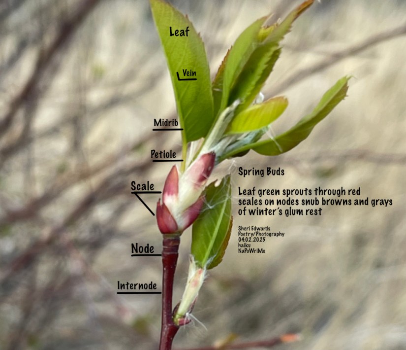 labelled spring buds and poem by Sheri42