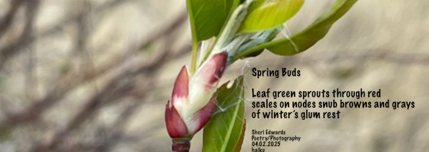spring buds and poem by Sheri42