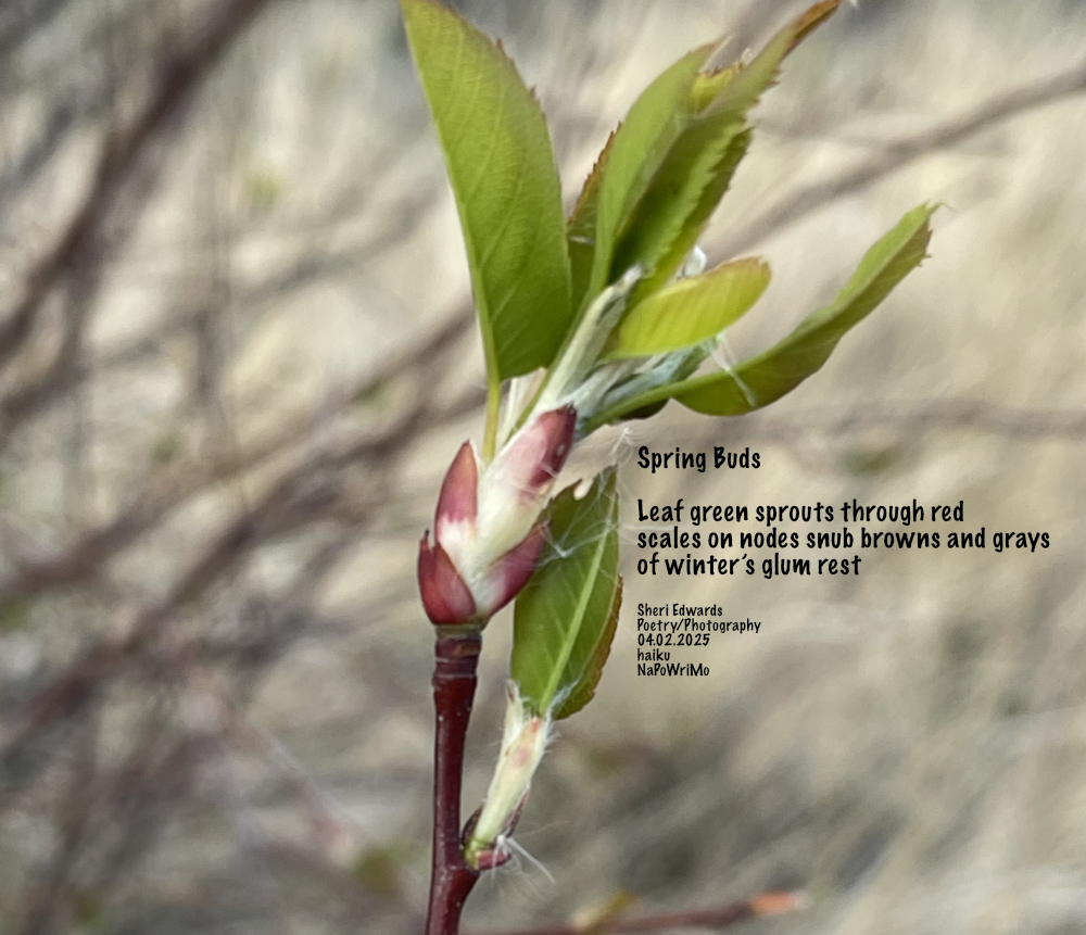 spring buds and poem by Sheri42